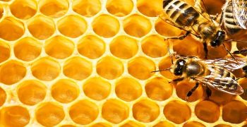 Beneficios De La Cera De Abejas