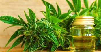 Beneficios De Los Aceites De Cbd
