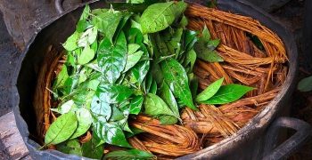 Beneficios De La Ayahuasca