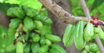 Beneficios De La Planta De Kamias