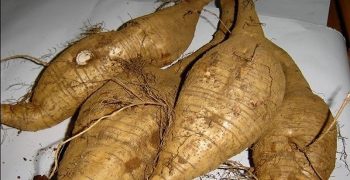 Beneficios De La Raíz De Kudzu