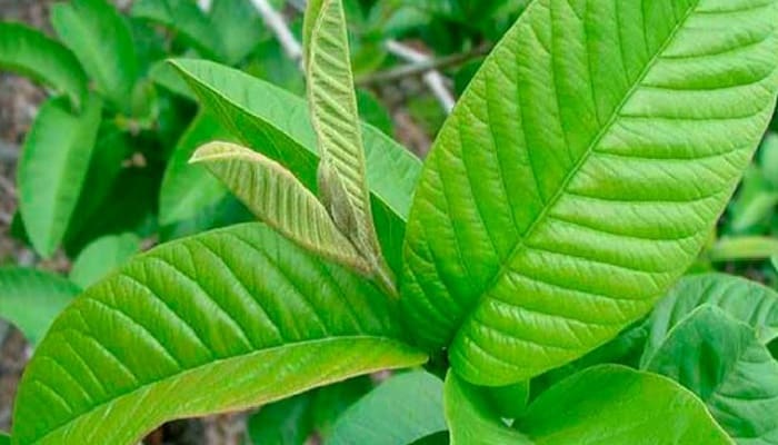 beneficios de las hojas de guayaba