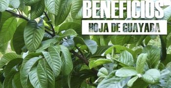 Beneficios De Las Hojas De Guayaba