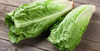 la lechuga romana