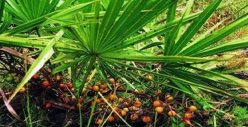 Beneficios De Saw Palmetto