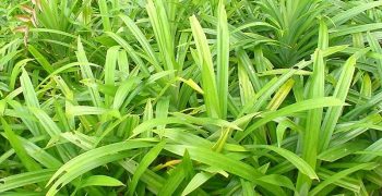 hojas de Pandan
