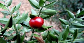 Beneficios De La Escoba De Carnicero