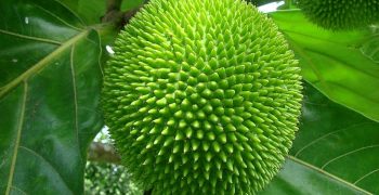 fruto del pan