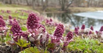 Beneficios De La Hierba De Petasita