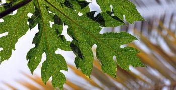 Beneficios De Las Hojas De Pata De Vaca