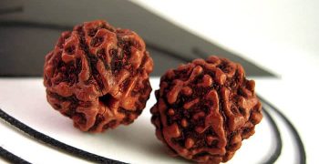 los granos de Rudraksha