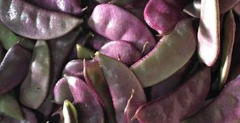 los guisantes morados