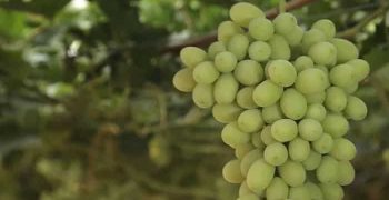 Beneficios De Las Uvas De Algodón Dulce