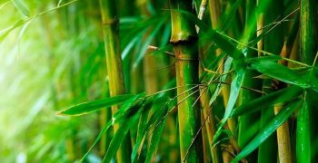 Beneficios De Las Hojas De Bambú