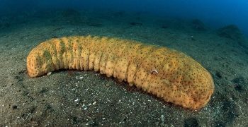 Beneficios Del Pepino De Mar