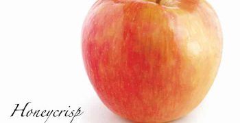 las manzanas Honeycrisp